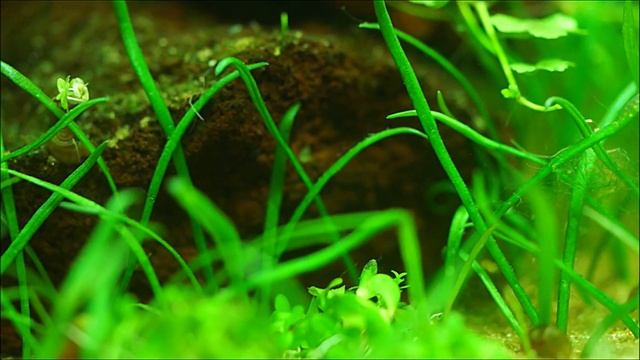 #Dennerle_Nano_20L аквариум на земле. Четыре месяца после запуска. смотреть онлайн