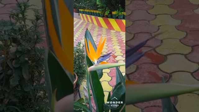 #paradigebirdflower/Paradise bird flowers in my garden смотреть онлайн