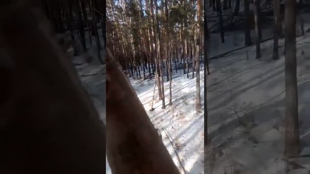 Часть 1 Четырёх угольный шалаш на двух деревьях. смотреть онлайн