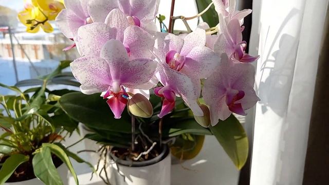 Обо всём по немногу ? Антуриум Зизу, Орхидеи, Хойи, Фикус Бенджамина смотреть онлайн