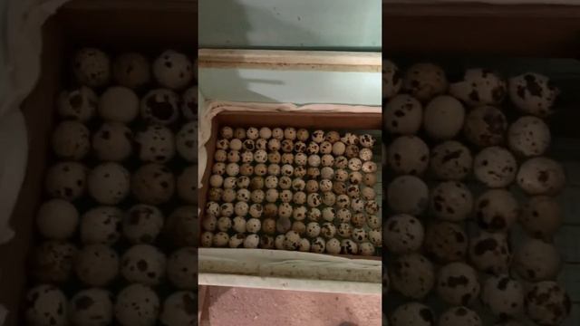 Как подготовить инкубатор к выведению перепелят правильно смотреть онлайн