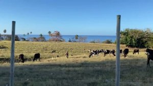 Остров Пуэрто-Рико: Ринкон | Рай для серферов и миллионеров | Отдых в США | Серфинг на Карибах