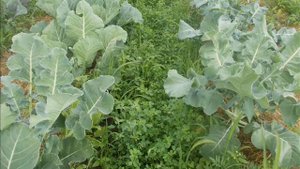 Грядки Розума наш опыт (Украина)!