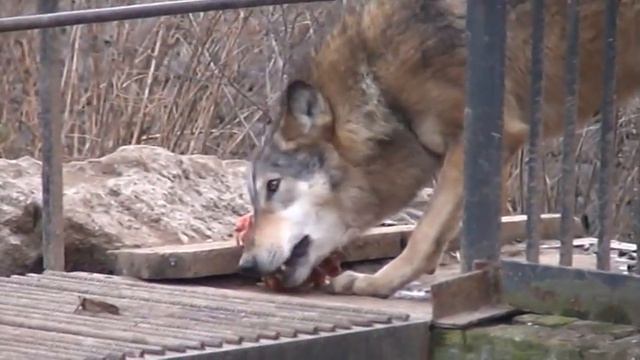 Киевский зоопарк. смотреть онлайн