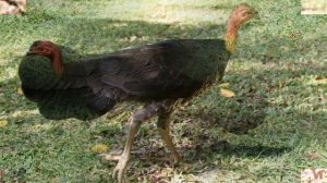 Кустарниковый большеног или сорная курица (Alectura lathami)