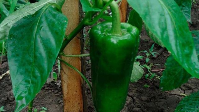 Характеристики и описание перцев сорта Атлант смотреть онлайн