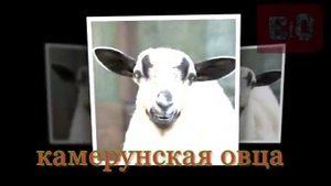 КРАСИВЫЕ ПОРОДЫ ОВЕЦ