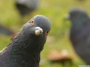 голубья поляния. голуби. как кормить голубей. A girl (4 years old) makes a video about pigeons herse