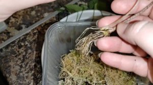 Пересадка малышек Алоказий из мха в мой универсальный грунт#алоказии Синуата, Реверса, Жаклин