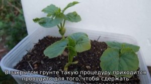 Как вырастить дыню в теплице