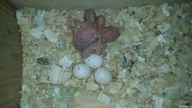 ТРИ ПТЕНЦА волнистого попугая! Размножение волнистых попугаев смотреть онлайн