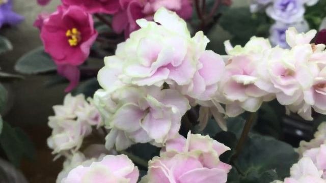 Фиалки. Условия выращивания 2 часть