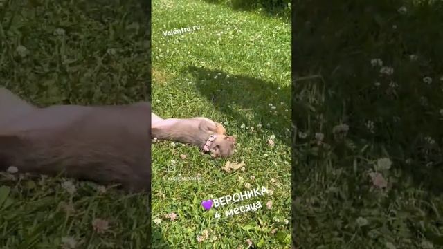 Лиловая ЧИХУАХУА. Самая ласковая малышка #купитьщенка #щенок #chihuahua #чихуахуа #щенкичихуахуа