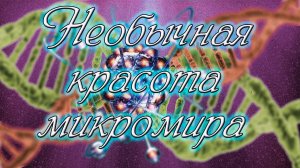 Красочный и удивительный микромир. Необычные и редкие кадры. Видео под микроскопом.