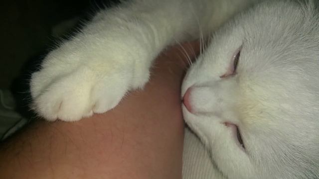 Я буду руки твои целовать. Я буду лапкой тебя обнимать. смотреть онлайн