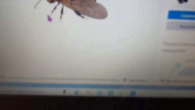 Пчела в 3D на Компьютере, настройка 3D ГРАФИКИ : Пк Windows10 64bit 3D анимация пчелы,3Dмодель пчел