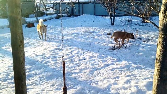 Американская акита щенки СРОЧНО!!! смотреть онлайн