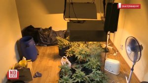 Полицейские нашли плантацию конопли в многоэтажке