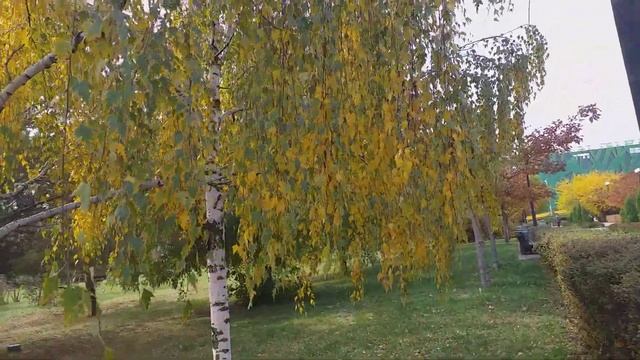 парк Дружбы Ростов-на-Дону, красивая природа, видео смотреть онлайн