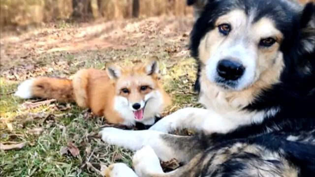 Хозяин не понимал, зачем его пес бегает в лес. Когда он обнаружил находку в будке потерял дар реч смотреть онлайн