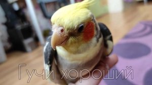 Говорящий попугай корелла!Попугай Гучи говорит