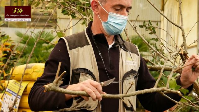 Taille Fruitière - JARDINERIE LADAN смотреть онлайн