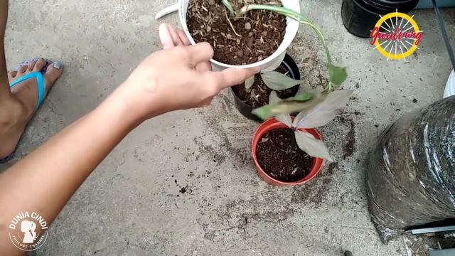 Hasil Propagation Syngonium Pink Spot Pake Media Air - Dunia Cindi смотреть онлайн