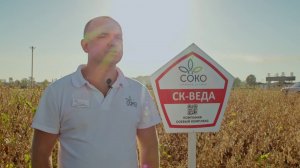 сорт сои СК Веда, основной посев 2020