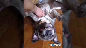 Собака лучший друг человека