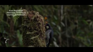 Acorn Woodpecker (Melanerpes formicivorus) Carpintero de Robledales