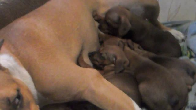 АМ СТАФФ Нэги нянчит щенков цвергпинчера смотреть онлайн