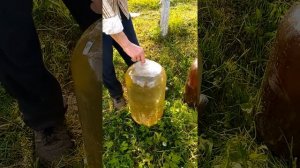 Вода для полива и кеги от пива.