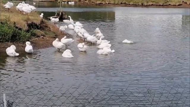 Нашидуль ислам Альфайта смотреть онлайн