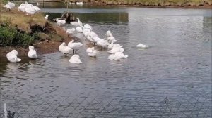 Нашидуль ислам Альфайта