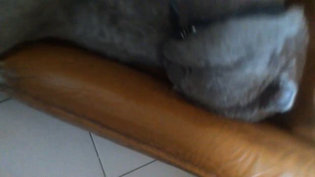 ВИСЛОУХИЙ КОТ ГРОМКО ХРАПИТ)))))ПРИКОЛ)))))Смотреть до конца!!!!!!!!!!!!!!!!!! смотреть онлайн