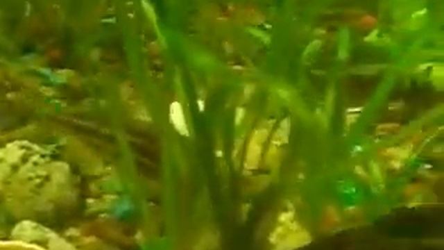 Стерлядь в аквариуме,кормленние смотреть онлайн