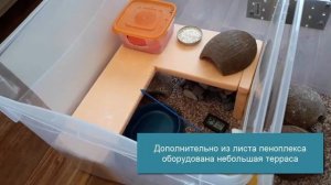 Двухкомнатный террариум из пластиковых контейнеров для группы эублефаров