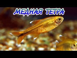 МЕДНАЯ ТЕТРА (ХАСЕМАНИЯ).СОДЕРЖАНИЕ И РАЗВЕДЕНИЕ.