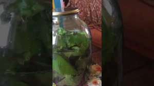 Водичка из листьев винограда - польза для здоровья