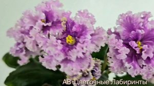 фиалка АВ-Цветочные Лабиринты. Кухня Фиалки 🐇. fialki.of.by