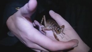 САМЫЕ БОЛЬШИЕ НАСЕКОМЫЕ В МИРЕ