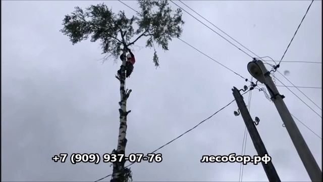 Удаление дерева вблизи линии электропередачи