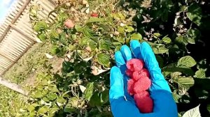 Малина Карамелька г. Омск Ферма "Омская Ягода".