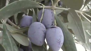 Греческие оливки сорта каламата