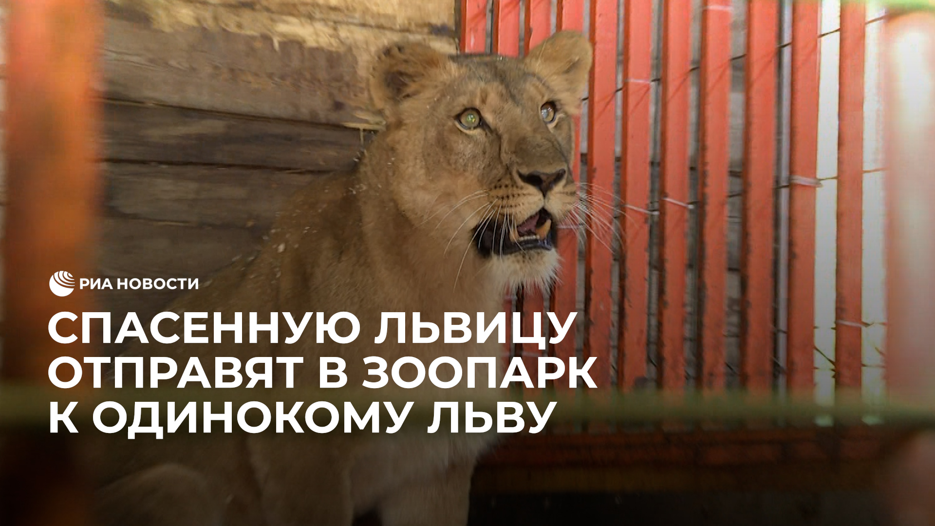 Спасенную от усыпления львицу отправили к одинокому льву в ДНР
