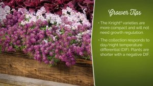 Princess® & Knight® Lobularia from Proven Winners