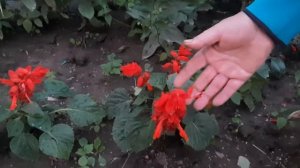 Цветы на клумбе с июня до октября (колеус, Сальвия, цинния)