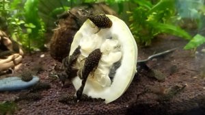 Сомики-анциструсы кушают кабачок