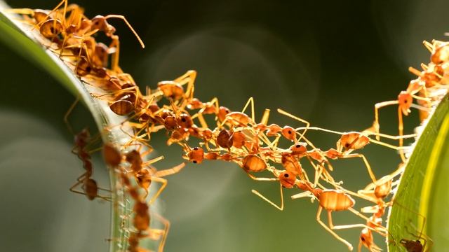 Муравей - интересные факты (Фото, Видео)