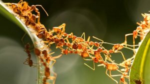 Муравей - интересные факты (Фото, Видео)